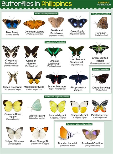 philippine butterflies.